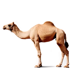 Camel With Mountains Background PNG Eym PNG