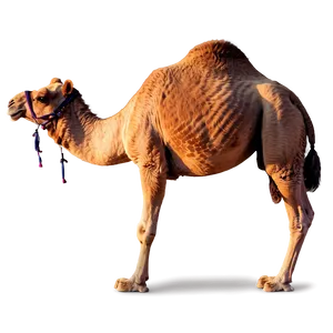Camel With Sunset Background PNG 05212024