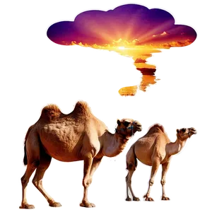 Camel With Sunset Background PNG 35