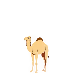 Camel With Sunset Background PNG Fnm20