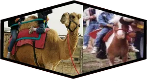 Cameland Bull Riding Comparison