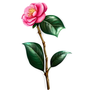 Camellia Flower Drawing PNG 05252024