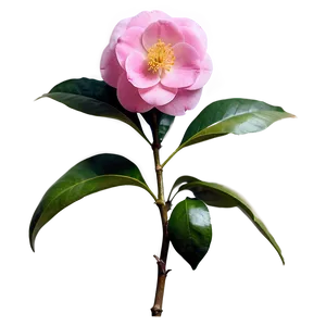 Camellia Flower Drawing PNG Emc