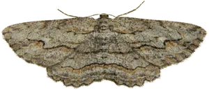 Camouflaged Moth Transparent Background