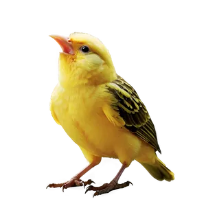 Canary Bird Singing PNG 05032024