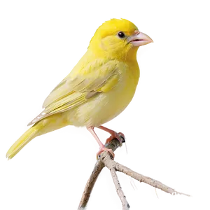 Canary Bird Singing PNG 05032024