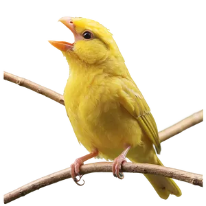 Canary Bird Singing PNG 05032024
