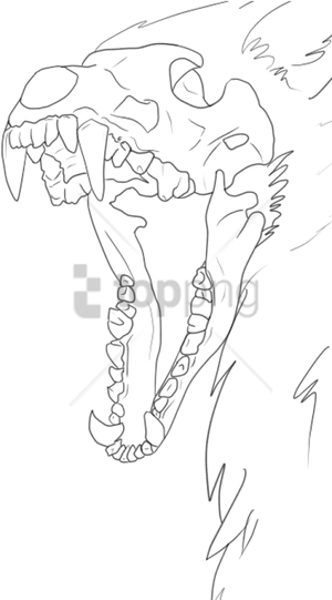 Canine Skull Drawing PNG