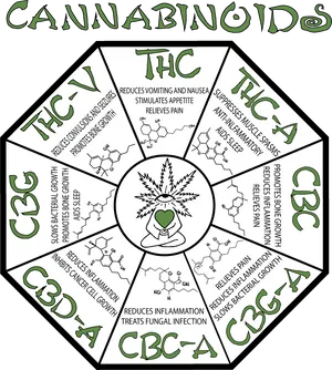 Cannabinoids Chart Infographic PNG image