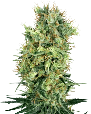 Cannabis Flower Closeup PNG image