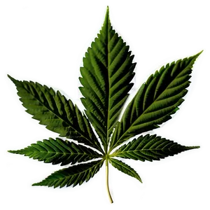 Cannabis Indica Leaf Png 41 PNG image