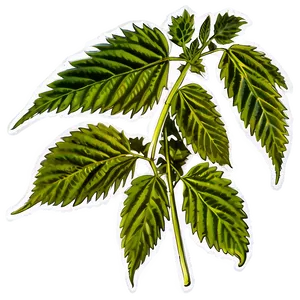 Cannabis Indica Leaf Png Ykb66 PNG image