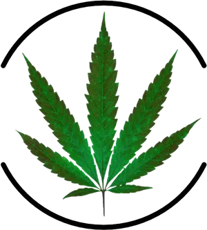 Cannabis Leaf Black Background PNG image