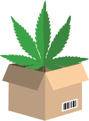 Cannabis Leaf In Cardboard Box PNG image