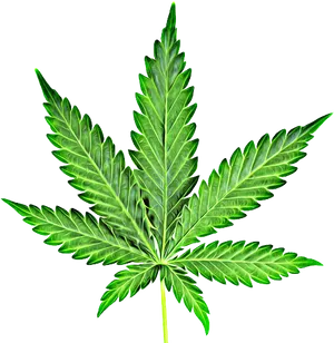 Cannabis Leaf Isolated Background PNG image