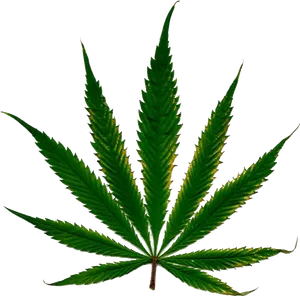 Cannabis Leaf Isolated Black Background PNG image