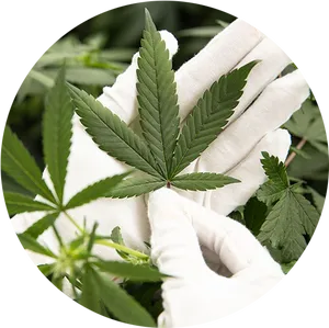 Cannabis Leaf White Gloves Handling PNG image