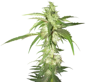 Cannabis Plant Black Background.jpg PNG image