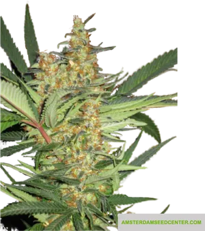 Cannabis Plant Closeup PNG image