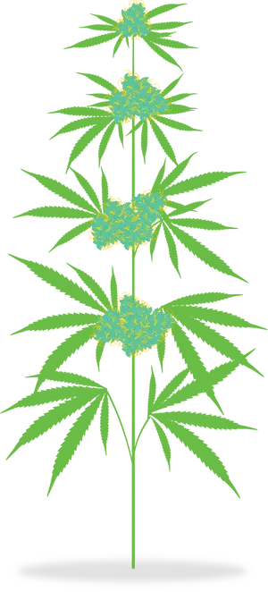 Cannabis Plant Illustration PNG image