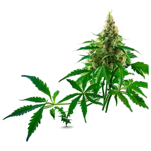 Cannabis Plant Png 05032024 PNG image