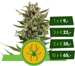 Cannabis Price List Spider Logo PNG image