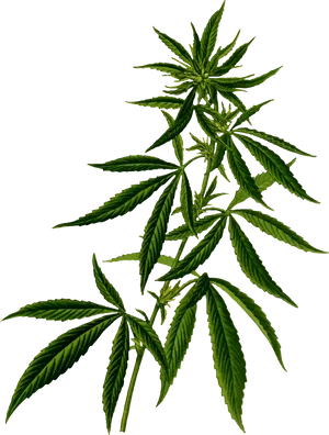 Cannabis Sativa Plant Black Background PNG image