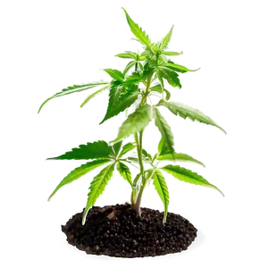 Cannabis Seedling Png Brs PNG image