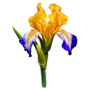 Captivating Iris Png 06252024 PNG image