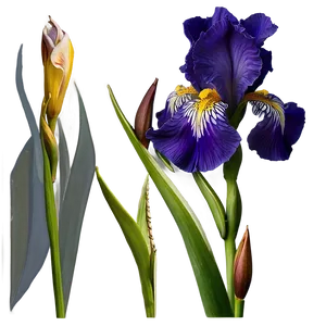 Captivating Iris PNG Tpj79