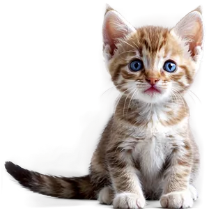Captivating Kitten PNG Ent15