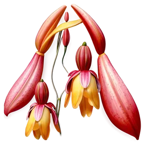 Captivating Lily Visual PNG 06202024