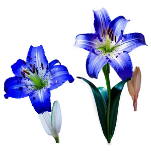 Captivating Lily Visual PNG Rjo