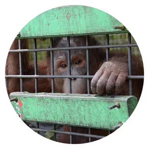 Captive Orangutan Behind Bars PNG image