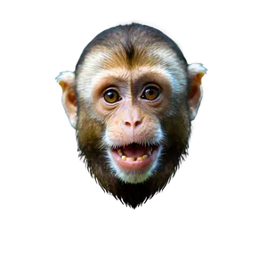 Capuchin Monkey B PNG image