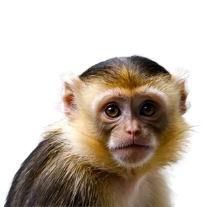 Capuchin Monkey Looking Png Ahh PNG image