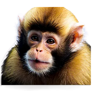 Capuchin Monkey Portrait Png 06292024 PNG image