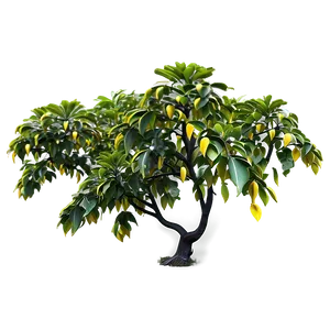 Carambola Tree PNG Thx PNG