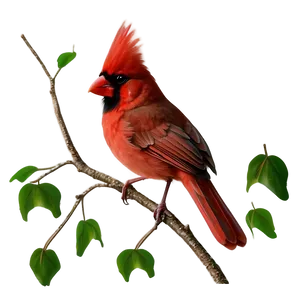 Cardinal Bird In Red PNG 34