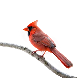 Cardinal Bird In Red PNG 7