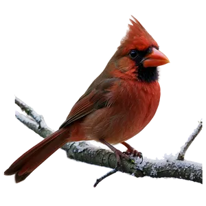 Cardinal Bird PNG 85