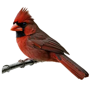 Cardinal Bird PNG Upl