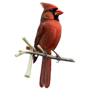 Cardinal Bird PNG Wqc81