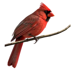 Cardinal Bird Red PNG 05032024