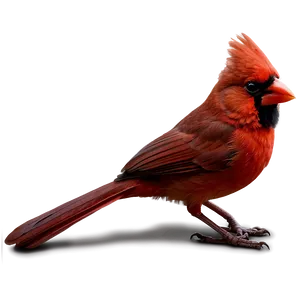 Cardinal Bird Red PNG 88