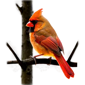 Cardinal Bird Red PNG Gmo92
