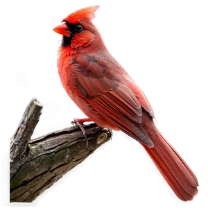 Cardinal Bird Red PNG Sur