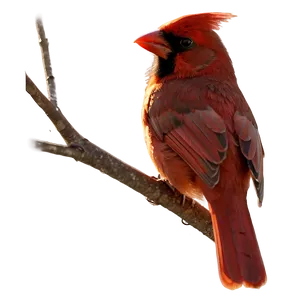 Cardinal Bird Silhouette In Sunset PNG 06252024 PNG