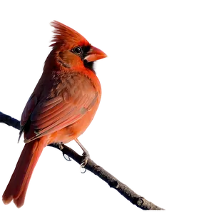 Cardinal Bird Silhouette In Sunset PNG Rob PNG