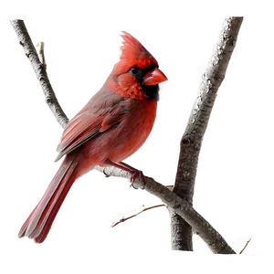 Cardinal Couple PNG Lxm92 PNG